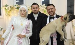 Düğünde gelin ve damada takı yerine çoban köpeği hediye edildi