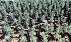 Gabar petrol sahasına yeşil dokunuş: 100 bin fidan toprakla buluşacak