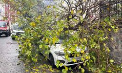 İstanbul’da park halindeki aracın üzerine ağaç devrildi