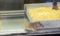 İzmir'de mide bulandıran görüntü: Börek tezgahlarında fare cirit attı