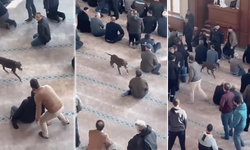 Camiye giren pitbull yakalandı, sahibine işlem yapıldı