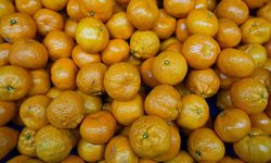 Türkiye'nin mandalina ihracatı rekora ulaştı