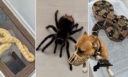 Operasyonda tüyler ürperten anlar! Burma pitonu, kırmızı kuyruklu yılan, tarantula...