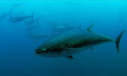 Mavi yüzgeçli orkinos kotası 3 bin 95 tona yükseldi