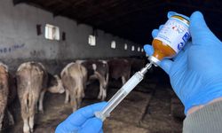 O ilde şap alarmı! Karantina uygulanmaya başladı