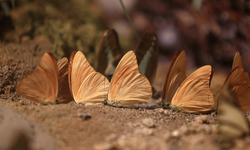 Şebiarus ziyaretçileri kelebeklerin tropikal dünyasını da keşfedecek