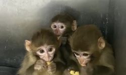 Bursa'da yasa dışı barındırılan 3 makak maymunu koruma altına alındı