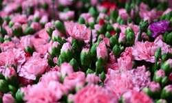 Türkiye'den 2025'te 83 ülkeye çiçek ihracatı yapıldı