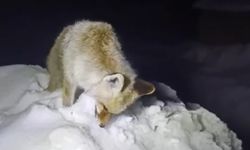 Hakkari’de tilki ayakta dondu