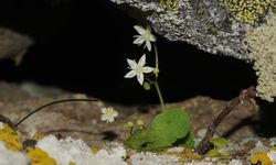 İzmir'de endemik bitki türü keşfedildi