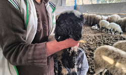 Mucize kuzu yaşama tutundu: Çift baş ve 4 gözle doğmuştu