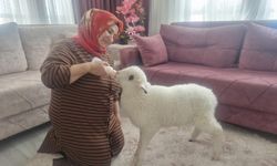 Kuzuya evde bebek gibi bakıyorlar