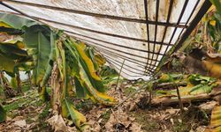 Mersin'de dolu sera çökertti, bahçelere zarar verdi