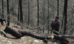 Orman köylüsü ailelere 2,55 milyar lira destek sağlandı