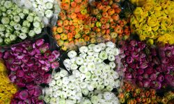 Türkiye çiçekle kazanıyor: İhracatta hedef 180 milyon dolar