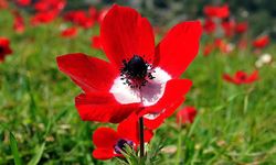 2026 ilk cemre ne zaman düşecek? Cemreler hangi tarihlerde düşecek? 2026 cemre düşme tarihleri