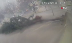 Adana’da fırtına dev ağaçları kökünden söktü: O anlar kamerada