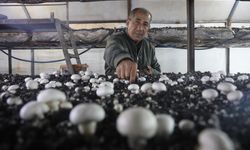 Altınlarını bozdurup ahırda üretime başladı! Şimdi sandığını 120 liraya satıyor