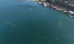 Boğaz’da alarm veren görüntü: Kirlilik denizanasını yüzeye çıkardı