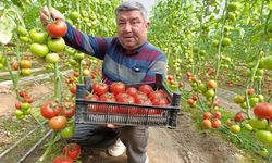 Toprağın altından gelen lezzet! Rengi ve lezzetiyle yoğun talep görüyor...