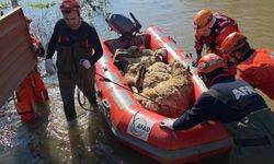 Edirne’de koyunlar botlarla kurtarıldı