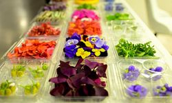 Gastronomi sektöründe yenilebilir çiçeklerin popülerliği arttı