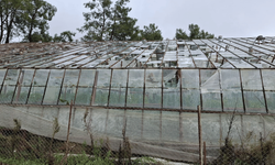 TARSİM, Antalyalı üreticilere 586 milyon lira hasar ödemesi yapacak