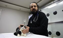 Sivas’ta yürekleri ısıtan mücadele! Yangında yaralanan 11 kedinin gönüllü tedavisini üstlendiler