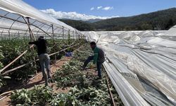 Antalya'da hortum seralara zarar verdi