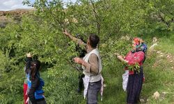 Baharın habercisi tezgâhlarda! Kilogramı 150 TL...
