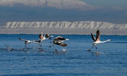Flamingolar Van Gölü’nü renklendirdi