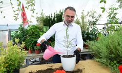 Süs Bitkileri Üretimi Kestel Belediyesi ile Dünya Pazarına Açılıyor