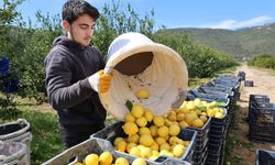 Limonda gümrük vergisi yeniden düzenlendi