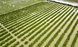 Mersin'de sağanak: Tarım arazileri su altında kaldı