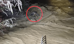 Suya kapılan sürücü ağaç dallarıyla hayata tutundu