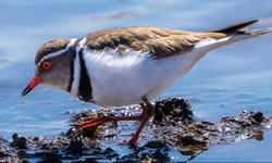 Türkiye'de ilk kez "takkeli cılıbıt" kuşu görüldü