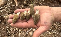 Yanan ormanlar gelir kapısı oldu 100 km yol gidip topluyorlar, kilosu bin TL