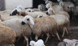 "Kırsalda Bereket Küçükbaşa Destek" projesine başvurular başladı