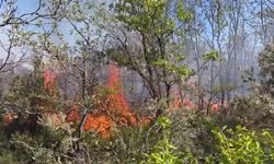 Çatalca'da ormanlık arazide çıkan yangın söndürüldü