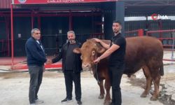 1 tonluk “Fırtına”ya rekor fiyat: 575 bin TL