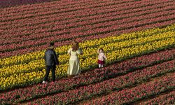 Türkiye'nin en büyük lale tarlasında ziyaretçi rekoru