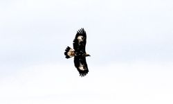 Saatte 320 km hızla avlanıyor! Iğdır’da görüntülendi