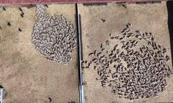 Kuzular anneleriyle buluştu, sevgi yumağı dron kamerasında