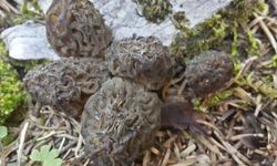 Doğada kendiliğinden yetişiyor! Kilosu 1500 liradan satılıyor