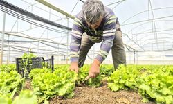 Tarlada 15, markette 100 TL! "Bunun sebebi aracılardır"