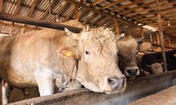 Kurbanlıklar pazara indi! İşte 1 ton 100 kiloluk "Paşa" için istenen ücret...