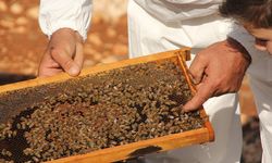 Uygunsuz balın piyasaya girişi engellenecek