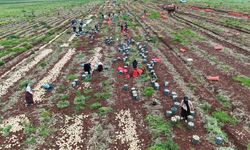 Sınırın sıfır noktasında hasat bereketli başladı