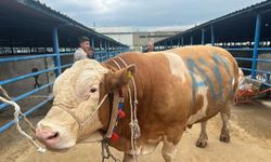Kurbanlık şampiyonu görücüye çıktı: Tam 1,2 ton