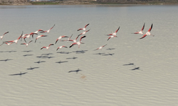 Burdur’da bir zamanlar kuruyan göl şimdi flamingolarla renklendi